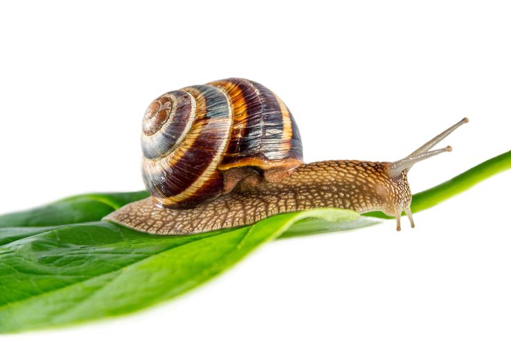 Benefici della Bava di Lumaca
