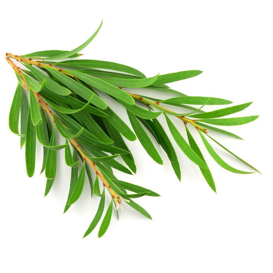 Benefici del Tea Tree